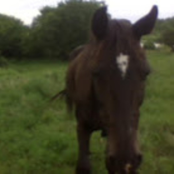 All the ponies! - Picture 1 of 8